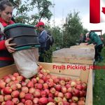 Fruit Picking Jobs in Canada with Visa Sponsorship