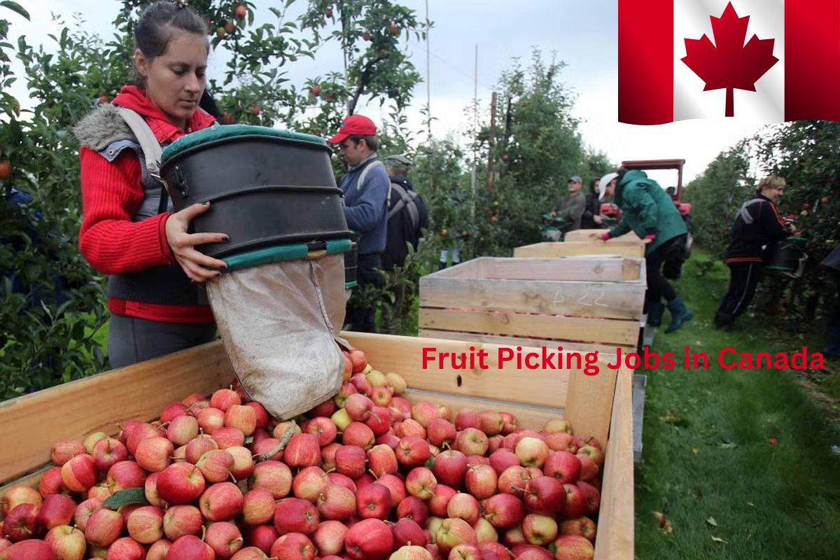 Fruit Picking Jobs in Canada with Visa Sponsorship